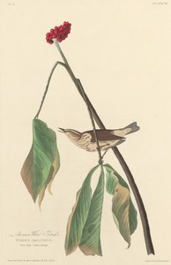 Louisiana vanddrossel, 1827. af Robert Havell