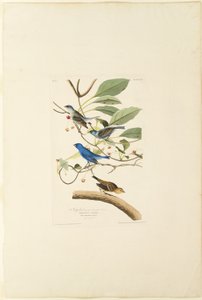 Indigo hanfugl af Robert Havell
