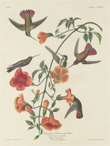 Mangrove Humming Bird, 1834. af Robert Havell