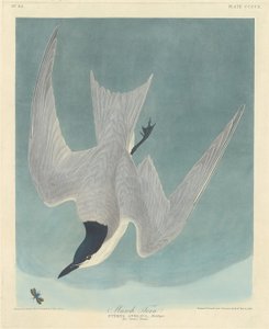 Marsh Tern, 1838. af Robert Havell