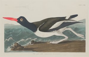 Broget østersfanger, 1834.