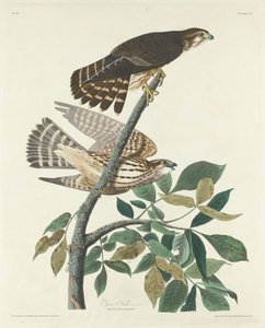 Pigeon Hawk, 1830. af Robert Havell