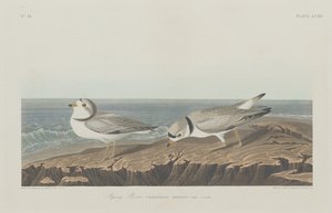 Piping Plover, 1834. af Robert Havell