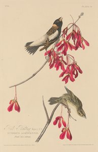 Risspurv, 1829. af Robert Havell