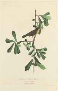 Roscoes gule hals, 1827. af Robert Havell