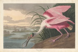 Roseat skestork, 1836. af Robert Havell