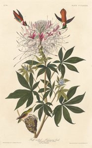 Ruffnakket kolibri, 1837. af Robert Havell