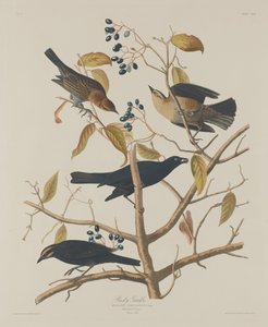 Rusty Grakle, 1833. af Robert Havell