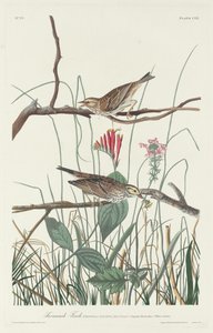 Savannah Finch, 1831. af Robert Havell
