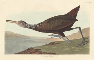 Scolopaceus Courlan, 1837. af Robert Havell