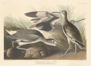 Halvpalmatiseret Snipe eller Willet, 1835. af Robert Havell
