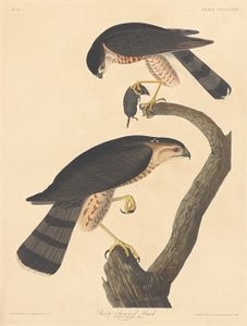Høg med skarp skinne, 1837. af Robert Havell