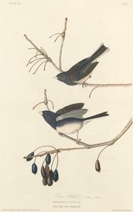 Snefugl, 1827. af Robert Havell