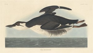 Uria Brunnichii, 1835. af Robert Havell