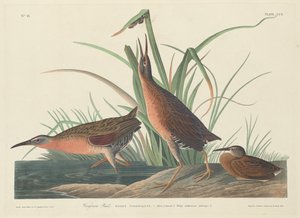 Virginia Rail, 1834. af Robert Havell