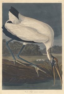Wood Ibis, 1834. af Robert Havell