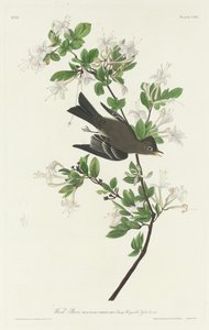 Wood Pewee, 1831. af Robert Havell