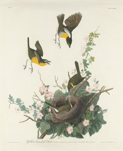 Gulbryst Chat, 1832. af Robert Havell
