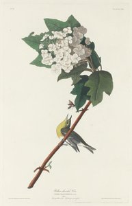 Gulstrubet Vireo, 1831. af Robert Havell