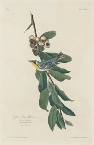 Gulstrubet Sanger, 1830. af Robert Havell