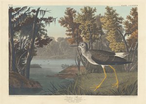 Gul skaft, 1836. af Robert Havell