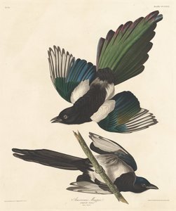 Amerikansk Magpie