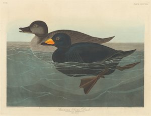Amerikansk Scoter Duck af Robert Havell after John James Audubon