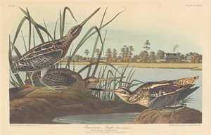 Amerikansk Snipe af Robert Havell after John James Audubon