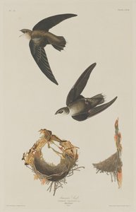 Amerikansk Swift af Robert Havell after John James Audubon