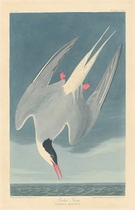 Arktisk tern af Robert Havell after John James Audubon