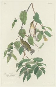 Efterårssanger af Robert Havell after John James Audubon