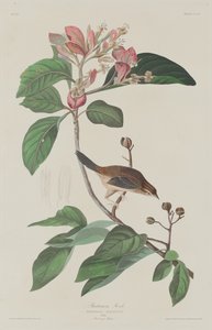 Bachmans Finch af Robert Havell after John James Audubon