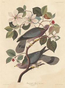 Båndhaledue af Robert Havell after John James Audubon