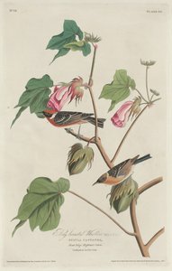 Laurbærsanger af Robert Havell after John James Audubon