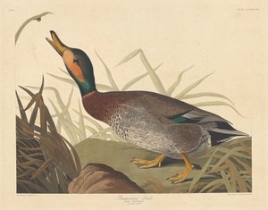 Bemakuleret And af Robert Havell after John James Audubon