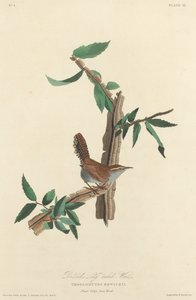 Bewicks langhalede Wren af Robert Havell after John James Audubon