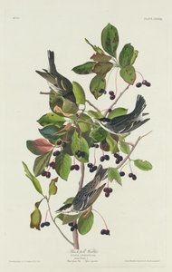 Black-Pool Warbler af Robert Havell after John James Audubon