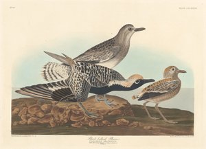 Sortbuget Plover af Robert Havell after John James Audubon