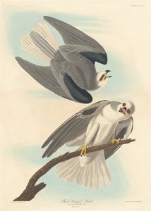 Sortvinget høg af Robert Havell after John James Audubon