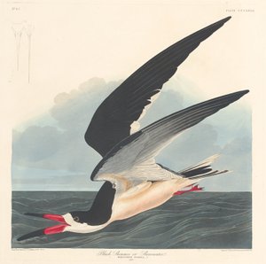 Sort skimmer af Robert Havell after John James Audubon