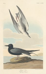Sort Tern af Robert Havell after John James Audubon