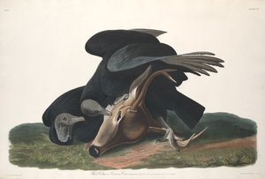 Sort Grib af Robert Havell after John James Audubon