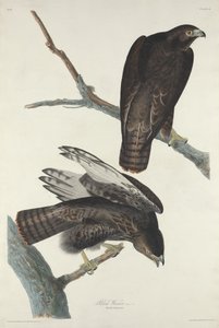 Sort Kriger af Robert Havell after John James Audubon