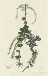 Sort og hvid krybe af Robert Havell after John James Audubon