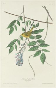 Blåøjet gulsanger af Robert Havell after John James Audubon