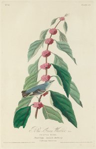 Blågrøn Sanger af Robert Havell after John James Audubon