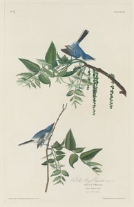 Blågrå Fluesnapper af Robert Havell after John James Audubon