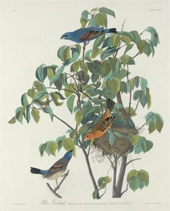 Blå Grosbeak af Robert Havell after John James Audubon