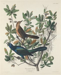 Bådhalet Grackle af Robert Havell after John James Audubon