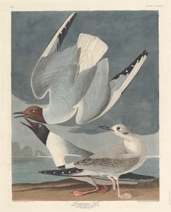 Bonapartisk måge af Robert Havell after John James Audubon
